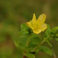 Hypericum humifusum L.